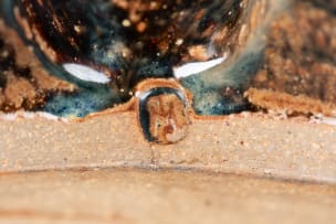 Tim Morris; One handled bowl with spout