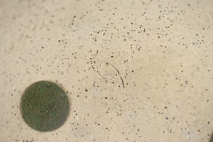 Molly Fisch; Single flower vase