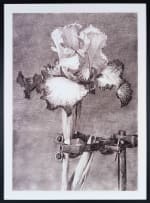 William Kentridge; Iris II (In Clamp)