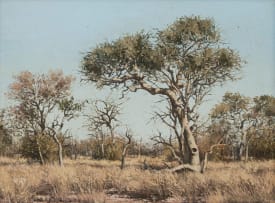 Francois Koch; Bushveld Landscape with Trees