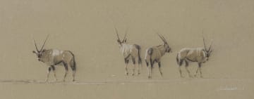 Kim Donaldson; Gemsbok