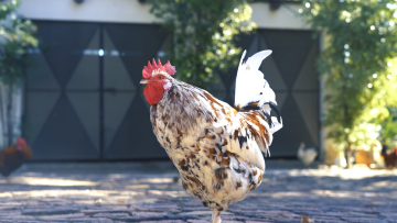 Upland; Organic Estate Directors Reserve XO Brandy; 25 Years; 3 (1 x 3); 750ml