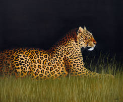 Michael Costello; Leopard