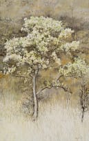 Leigh Voigt; Dombeya Rotundifolia