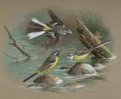 Basil Ede; Wagtails