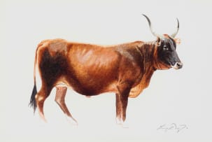 Leigh Voigt; 13 Red Winged Starling