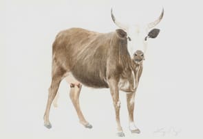 Leigh Voigt; 12 White Helmet Shrike