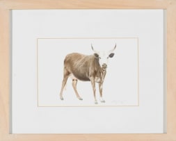 Leigh Voigt; 12 White Helmet Shrike