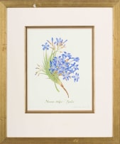 Claire Linder-Smith; Nivenia Stokoei, Fynbos