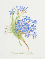 Claire Linder-Smith; Nivenia Stokoei, Fynbos