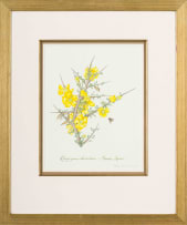 Claire Linder-Smith; Rhigozum Obovatum, Nama-Karoo