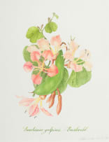 Claire Linder-Smith; Bauhinia Galpinii, Bushveld