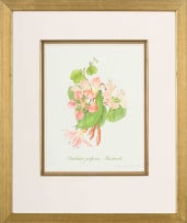 Claire Linder-Smith; Bauhinia Galpinii, Bushveld