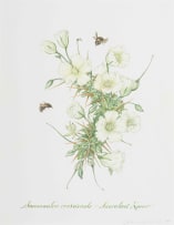 Claire Linder-Smith; Sarcocaulon Crassicaule, Succulent Karoo