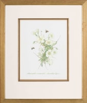 Claire Linder-Smith; Sarcocaulon Crassicaule, Succulent Karoo