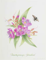 Claire Linder-Smith; Dissotis Princeps, Grassland