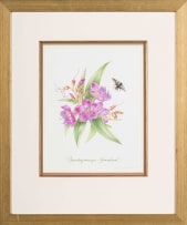 Claire Linder-Smith; Dissotis Princeps, Grassland