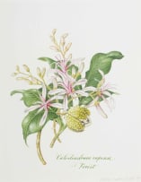 Claire Linder-Smith; Calodendrum Capense, Forest