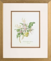 Claire Linder-Smith; Calodendrum Capense, Forest