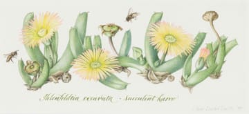 Claire Linder-Smith; Ihlenfeldtia Excavata, Succulent Karoo