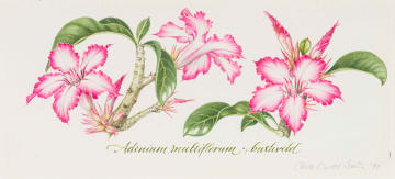 Claire Linder-Smith; Adenium Multiflorum, Bushveld