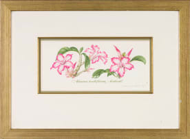 Claire Linder-Smith; Adenium Multiflorum, Bushveld