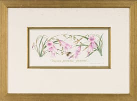 Claire Linder-Smith; Dierama Pendulum, Grassland