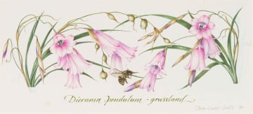 Claire Linder-Smith; Streptocarpus Fornosus, Forest