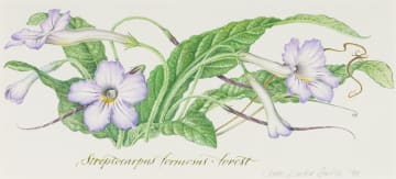 Claire Linder-Smith; Streptocarpus Fornosus, Forest
