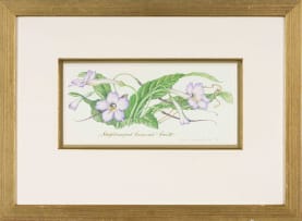 Claire Linder-Smith; Streptocarpus Fornosus, Forest