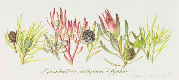 Claire Linder-Smith; Leucadendron Salignum, Fynbos