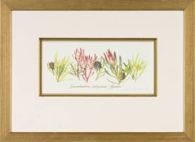 Claire Linder-Smith; Leucadendron Salignum, Fynbos