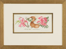 Claire Linder-Smith; Schotia Afra, Nama Karoo