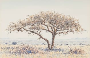 Herbert Diener; Acacia Tree in a Landscape