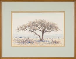 Herbert Diener; Acacia Tree in a Landscape