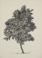 Esias Bosch; Silver Cluster Leaf
