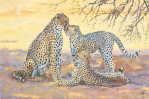 Zakkie Eloff; Cheetahs