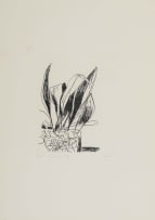 Andrew Verster; Ruth's Aspidistra, from Pages series