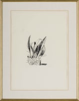 Andrew Verster; Ruth's Aspidistra, from Pages series