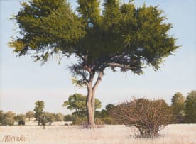 Daan Vermeulen; Fever Tree in a Landscape