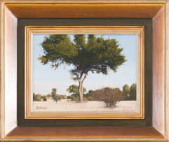 Daan Vermeulen; Fever Tree in a Landscape