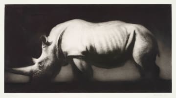 Paul Emsley; White Rhinoceros