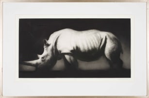 Paul Emsley; White Rhinoceros