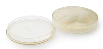René Lalique; René Lalique 'Saint-Marc' opalescent and frosted clear glass round box, No. 81, designed 1928