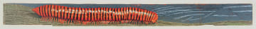 John Moore; Giant Millipede