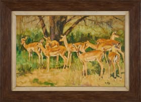 Zakkie Eloff; Impalas