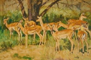Zakkie Eloff; Impalas