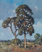 Conrad Theys; Blue Gum Tree