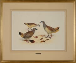 Kenneth Newman; Crested Partridges