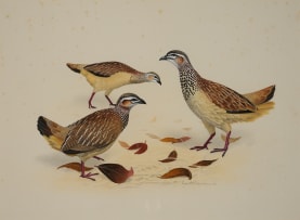 Kenneth Newman; Crested Partridges